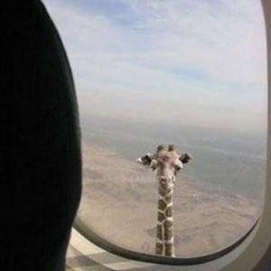 Meet your Posher, Isaac